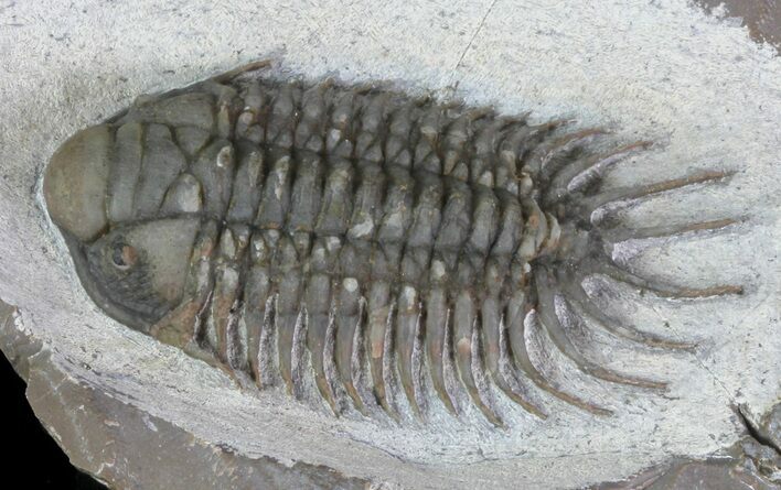 Crotalocephalus Trilobite With Axial Nodes - Jorf, Morocco #66948